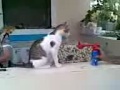 Нереальный испуг кота "Ржака"